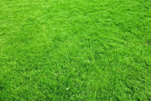 Kikuyu grass